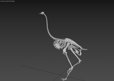 鸵鸟骨骼结构图图片