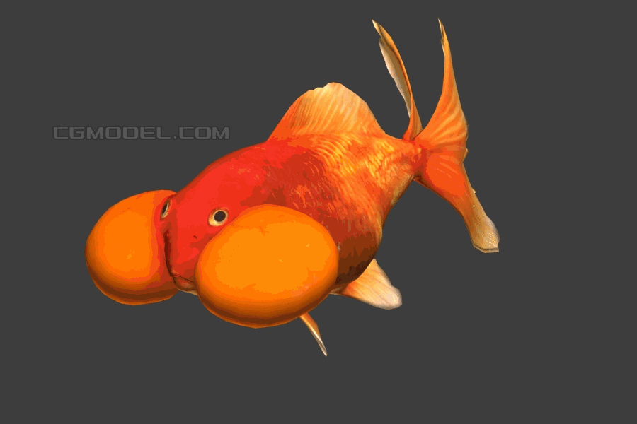 红水泡金鱼有动作泡眼鱼写实金鱼次时代游戏鱼虚拟现实模型 鱼类模型库 3ds Max Max 模型下载 Cg模型网