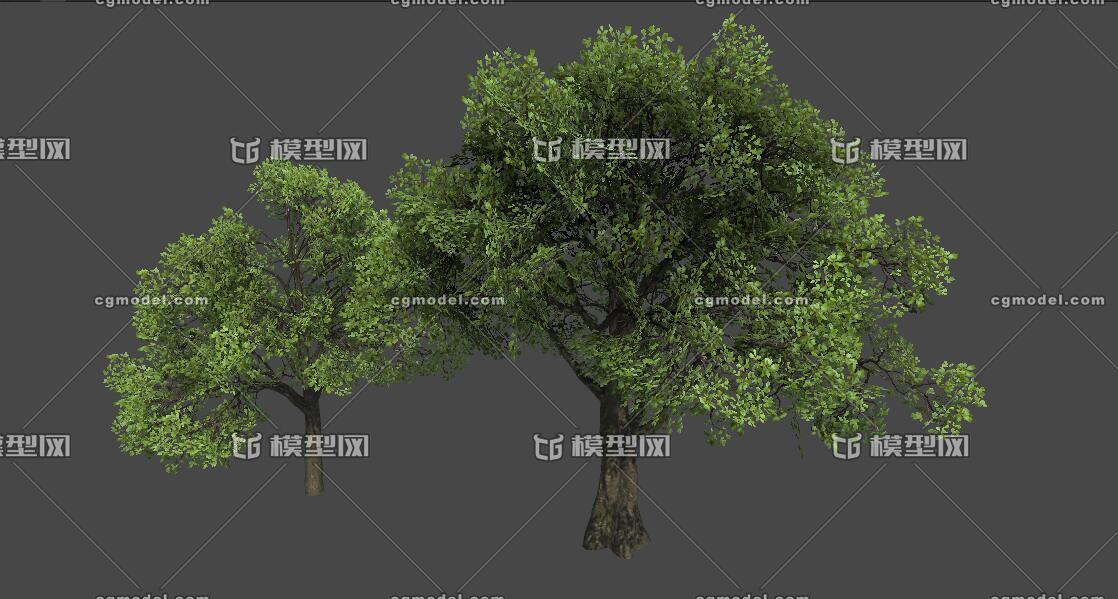 夏栎 栎树模型-树木模型库-3ds Max(.max)模型下载-cg模型网
