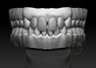 真實牙齒,口腔,牙齒,口腔結構_安然老師作品_人物人體器官_cg模型網