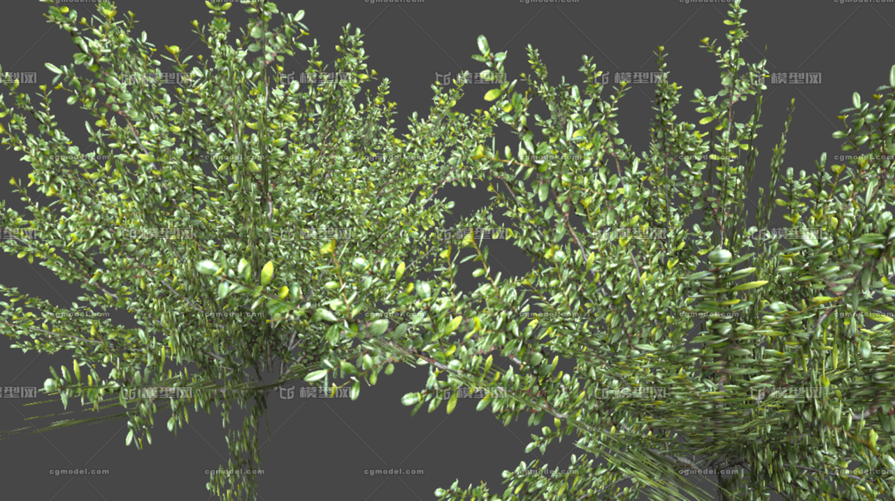 滨柃 山茶 沙地植物 Cg模型网 Cgmodel 三维设计师交流互动平台 专注多品类3d模型下载 原创作品分享 软件学习