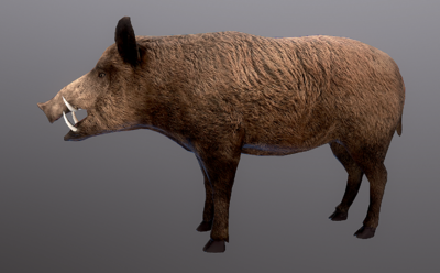 写实 野猪 猪 豪猪 怪兽 野兽 pig 动物 带动作-哺乳-动物-i am iron