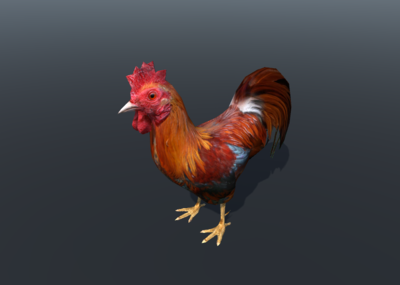 大公鸡模型