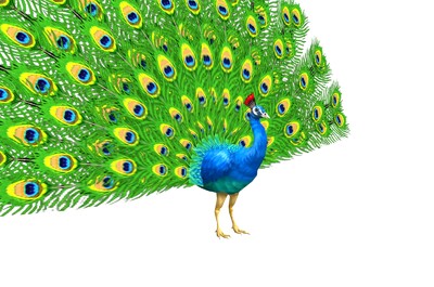 孔雀3d模型