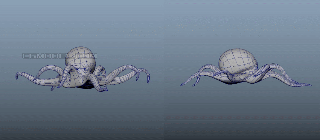 带绑定的乌贼,循环走路动画,八爪鱼,墨鱼,深海鱼,zy