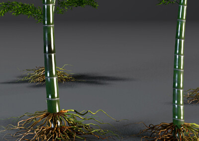 竹子,植物,竹根