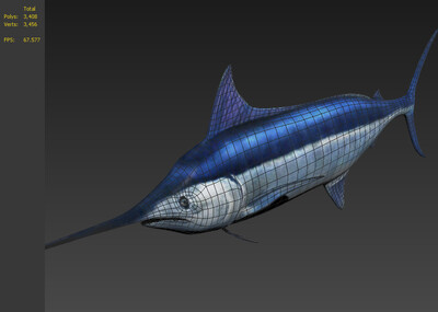 海洋动物系列 剑鱼 箭鱼 剑旗鱼 青箭鱼 四旗鱼  虚拟现实 ar vr 动物