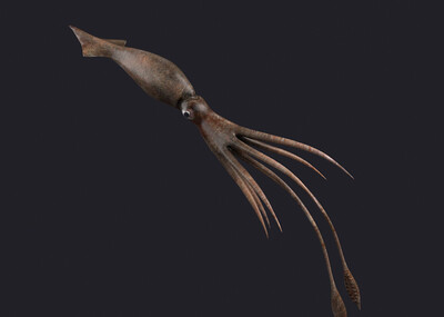 海洋动物系列 大王乌贼  巨型鱿鱼 枪乌贼  虚拟现实 ar vr 动物模型