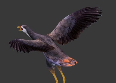 的白胸苦恶鸟 白胸秧鸡 白面鸡 白腹秧鸡 怨鸟 姑恶 姑恶 白面水鸡 鹤