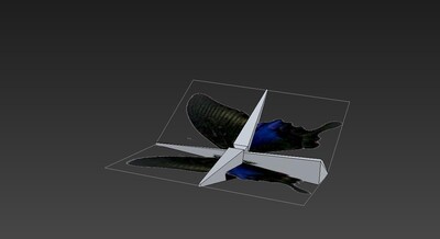 蝴蝶 骨骼 展翅动画模型下载