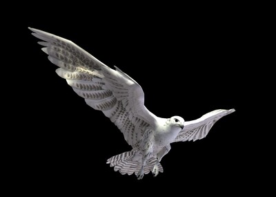 次时代白鹰带动画_雪域山峰作品_动物飞禽_cg模型网