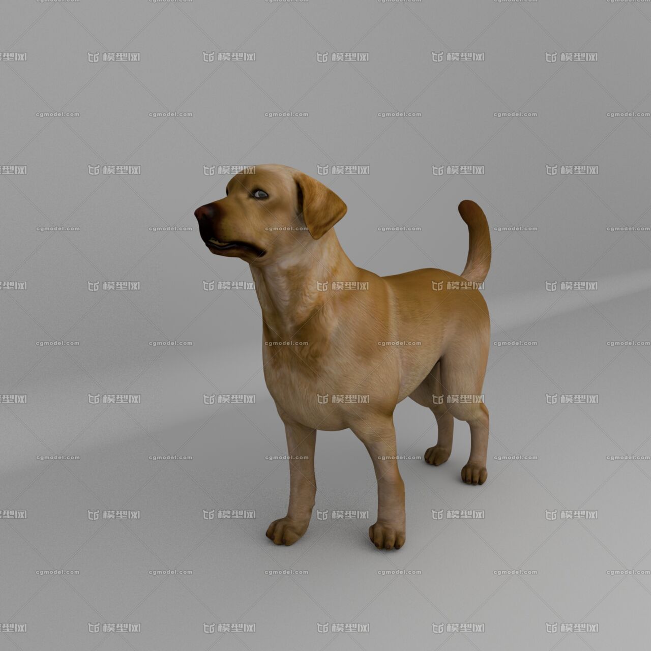 表情绑定狗狗宠物家犬家狗土狗导盲犬adv四足 绑定写实狗子 Cg模型网 Cgmodel 三维设计师交流互动平台 专注多品类3d模型下载 原创作品分享 软件学习