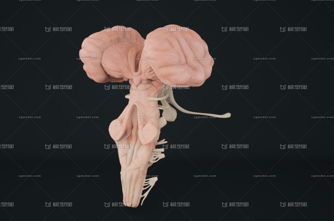 写实脑干 小脑 脑部模型 医学模型 医疗模型 解剖图形 人脑模型 人体
