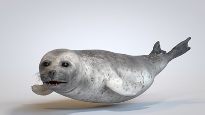 common seal / 常見海豹