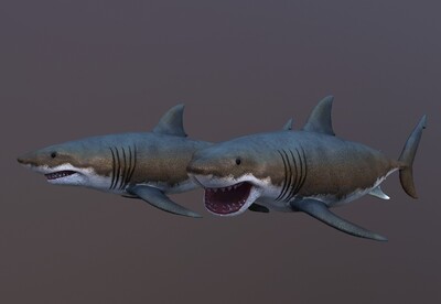 大白鲨次世代鲨鱼虎鲨shark