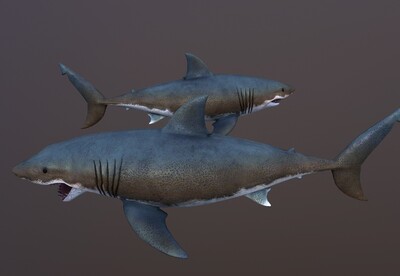 大白鲨次世代鲨鱼虎鲨shark