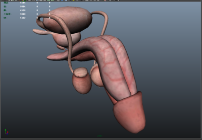 醫學 男性泌尿生殖系統 睪丸 模型-人體器官模型庫-maya(.ma/.
