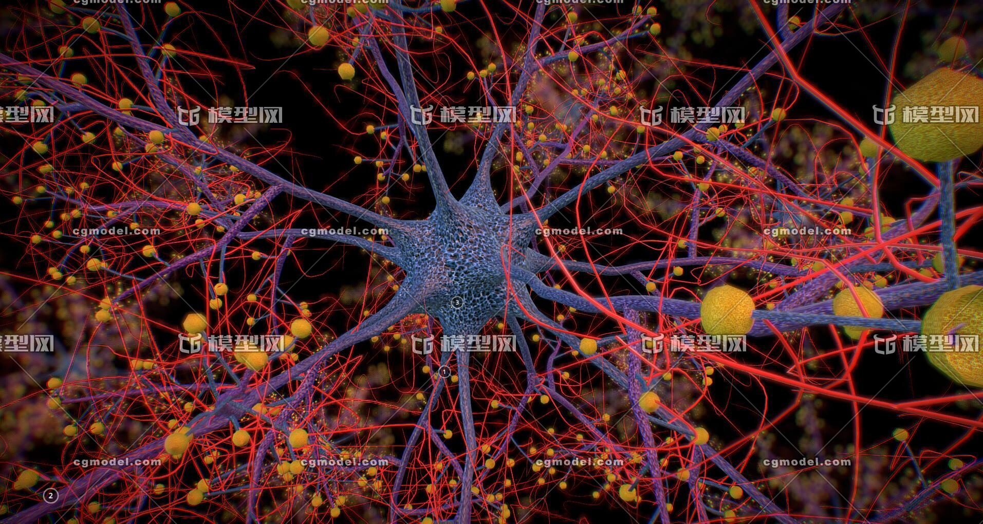 點個讚唄精細神經元模型,8k超清貼圖,適合科教類型視頻製作,內含maya