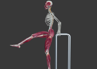 医学动画 髋关节运动 人体肌肉运动,健