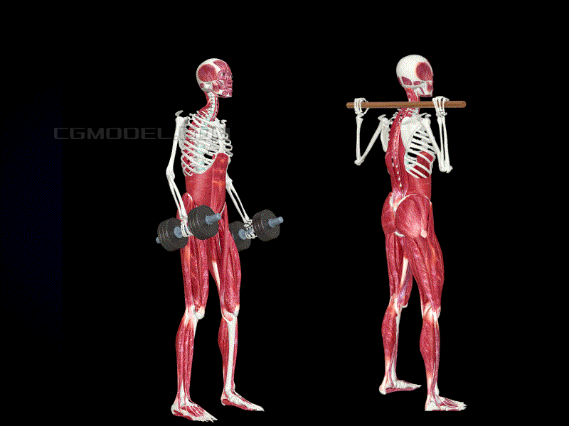 医学动画 股四头肌 下肢运动 人体肌肉