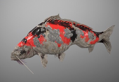 写实 鲤鱼王  次时代 2k 鲤鱼  carp  鱼王