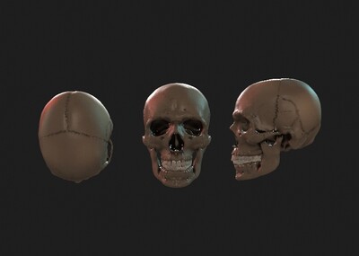 骷髅头骨头人骨天灵盖恐怖万圣节