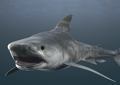 tigershark鲨鱼