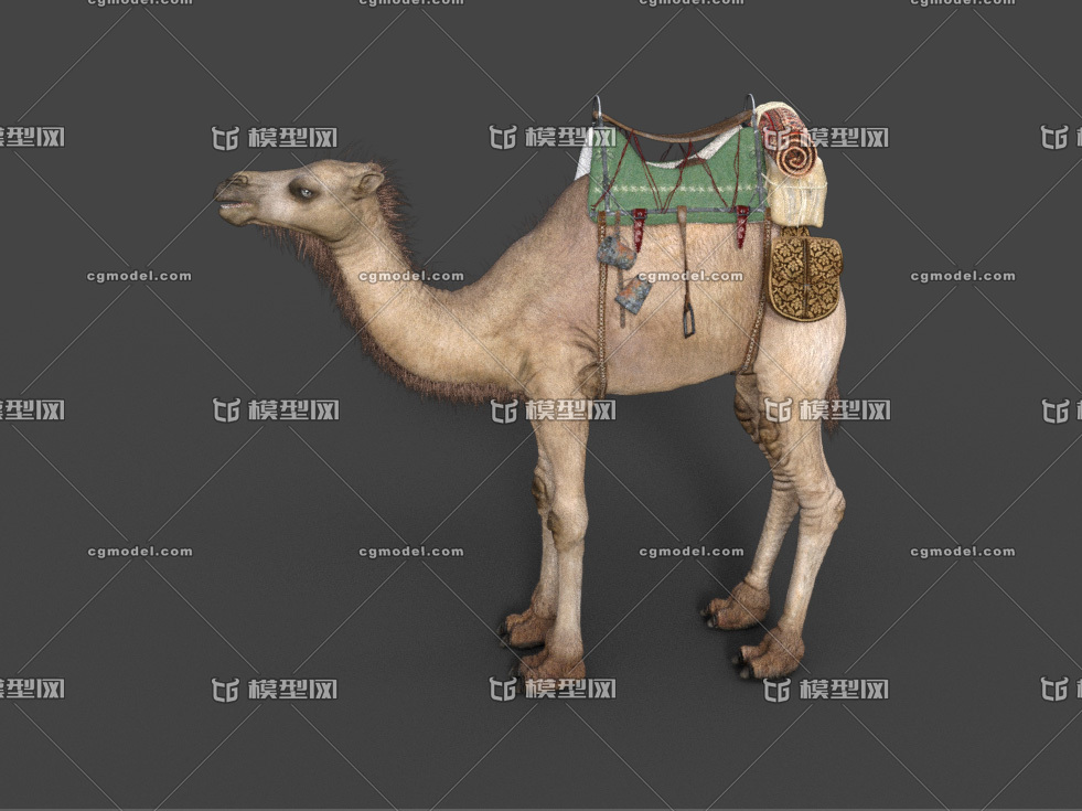 骆驼身体构造图图片