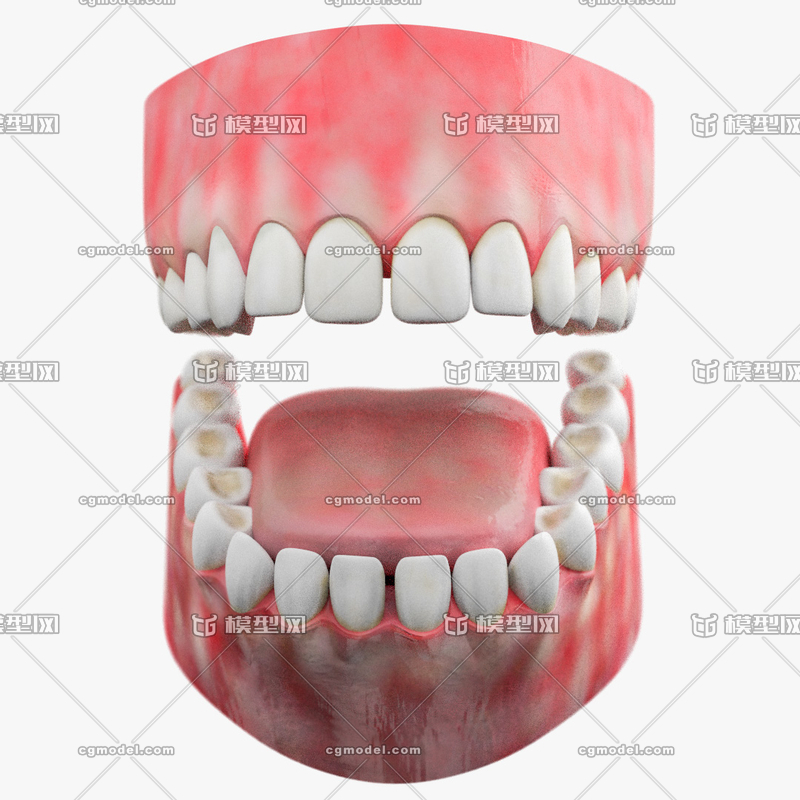 超真实牙齿模型 舌头 口腔模型 口腔内部 