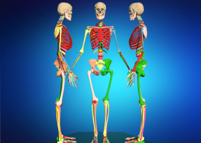 高精度"女性"人体骨骼模型,骨架模型,骷髅
