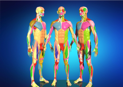 超精细男性体骨骼,肌肉,神经,器官模型,