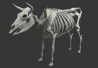 美洲野牛骨架图片