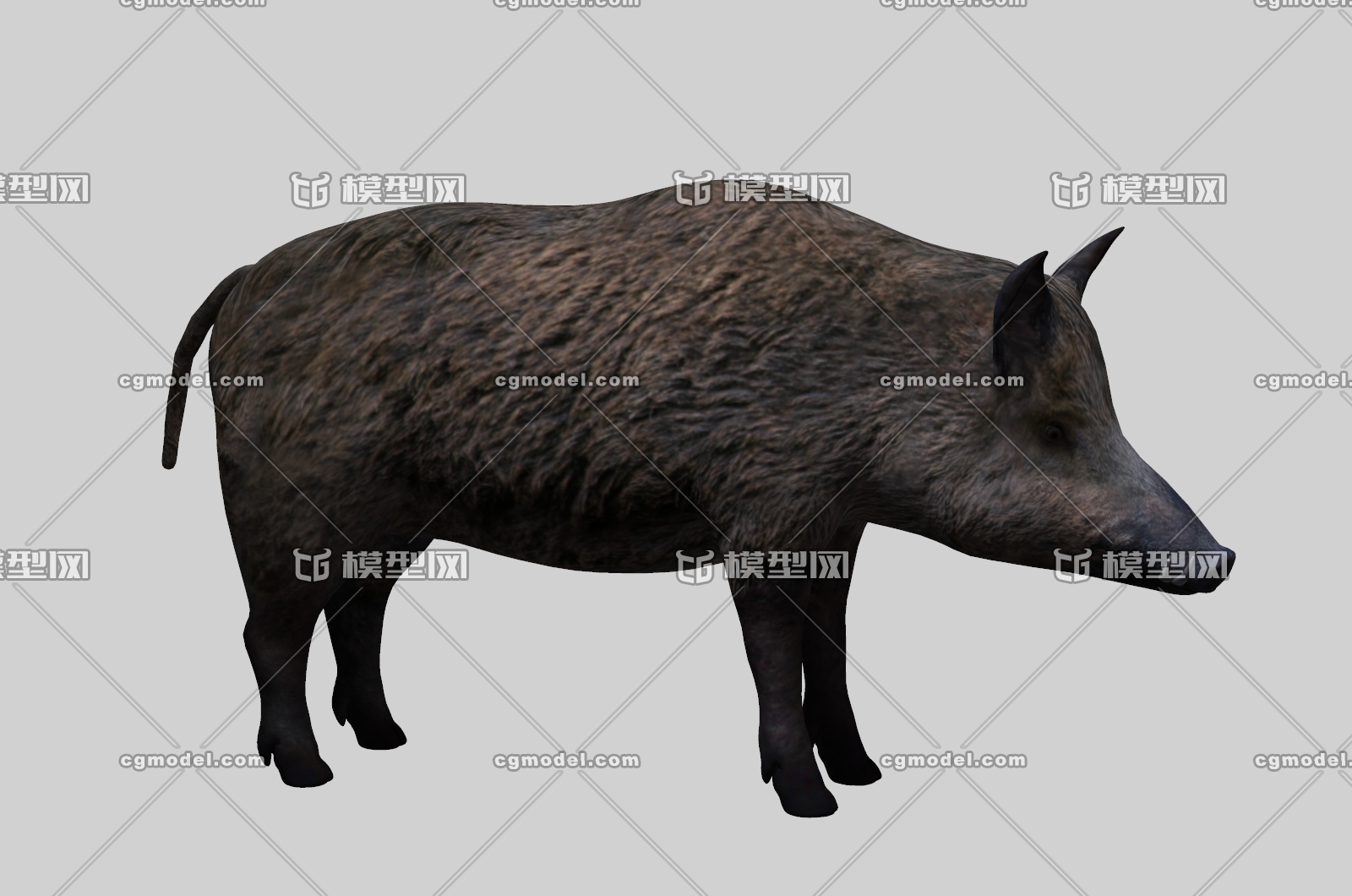 野豬wild boar 豪豬 山豬 豬 野獸 狩獵 動物 野生動物