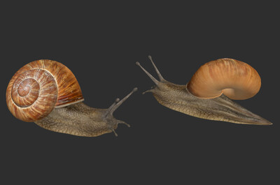 001 蜗牛 蛞蝓 写实 昆虫 次世代 次时代 pbr 高模