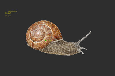 001 蜗牛 蛞蝓 写实 昆虫 次世代 次时代 pbr 高模