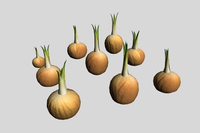 各种姿态的洋葱 洋葱模型包 onion 洋葱 葱头 大蒜 蒜 蔬菜 发芽洋葱