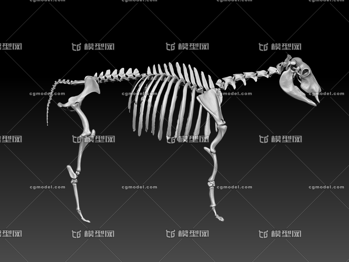 牛骨骼(高模)