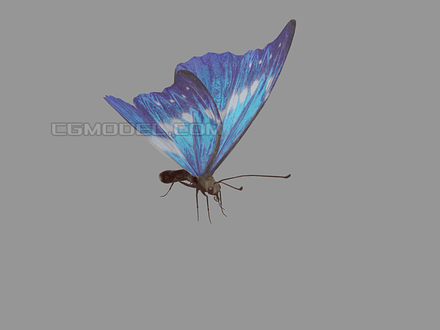 闪蝶 蝴蝶 昆虫 爱神闪蝶 带绑定动画 影视游戏虚拟现实模型 ue4 u3d