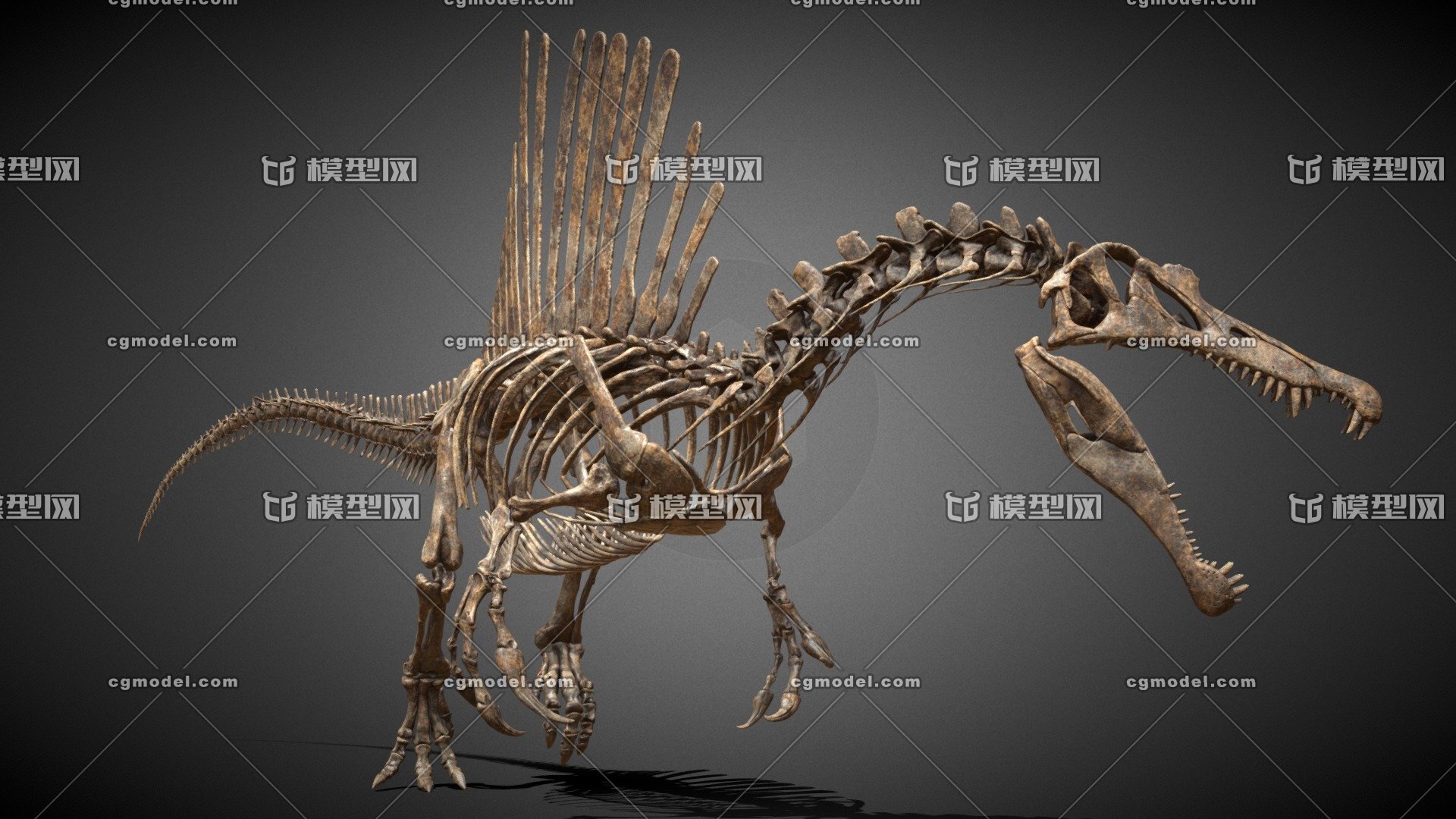 查干诺儿龙-恐龙-图片