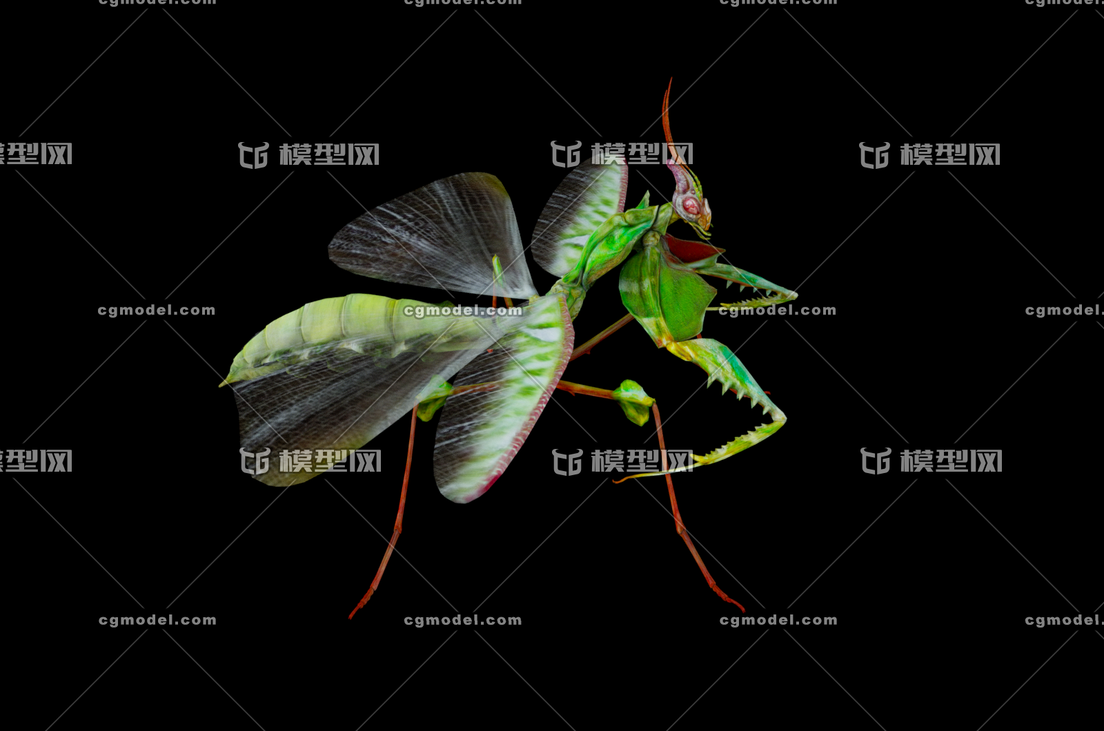 非洲绿巨螳螂_360百科