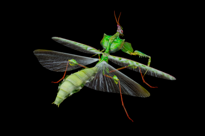 写实螳螂 大魔花螳螂 次世代 昆虫  pbr