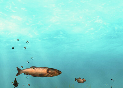 淡水湖底b 淡水水底 河底 泥鳅 桂鱼 鲤鱼 鲫鱼 昂刺 白鲢 鲶鱼 龙虾