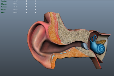 耳朵 耳 耳道  耳蜗 耳膜 耳廓 耳朵模型