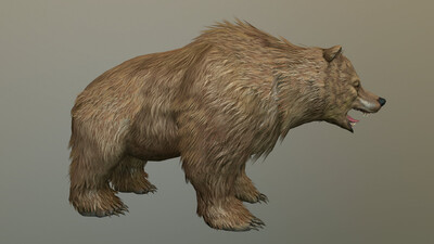 次世代 写实 棕熊 2k贴图 大狗熊 bear