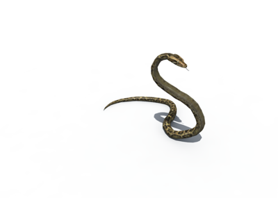 蛇行走,盘起来的蛇,蛇吐芯子,蛇爬行