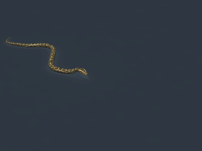 蛇行走盘起来的蛇蛇吐芯子蛇爬行