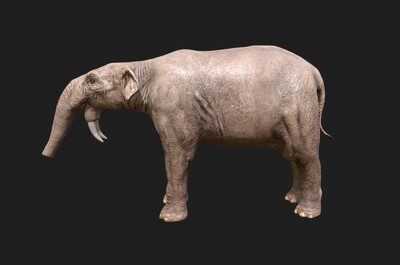 011 pbr次世代 恐象 远古巨象 大象 象 史前生物 古生物 恐龙 远古 次