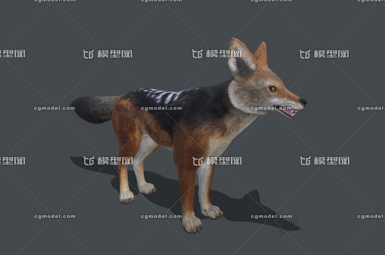 带动画的pbr次时代材质豺狼,豺犬,豺狗3d模型