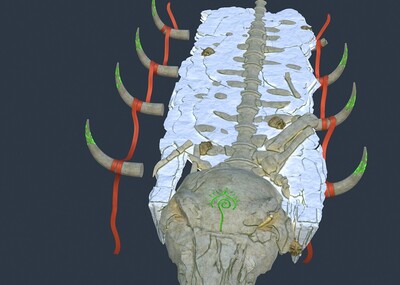 尸骨堆 龙骨 头骨 兽骨 集合 怪兽骨头骨头残骸