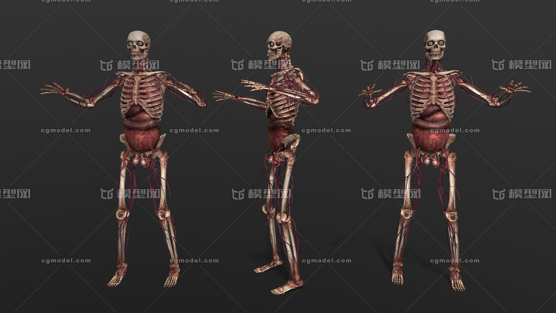 次世代pbr低模人体骨骼简模人体骨骼骨质结构骨骼系统人体解剖骷髅模医学模型骨 Cg模型网 Cgmodel 三维设计师交流互动平台 专注多品类3d模型下载 原创作品分享 软件学习
